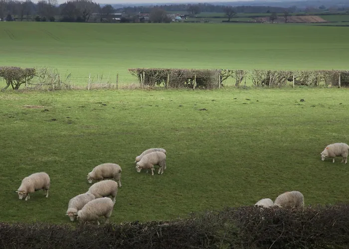 Swallow * ריפון